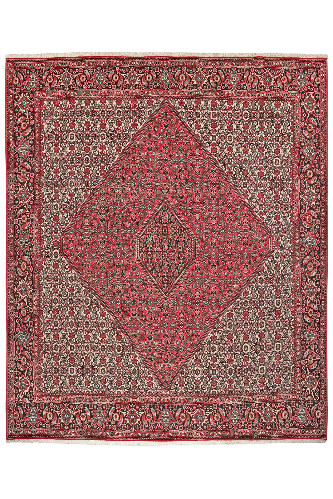 Bidjar Zandjan — Hand-knotted, 249x301 cm, Red, 100% Virgin Wool | Main view