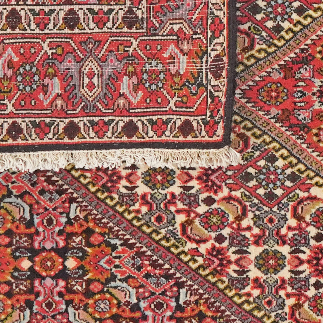 Bidjar Tekkab — Hand-knotted, 91x163 cm, Beige, 100% Virgin Wool | View 6